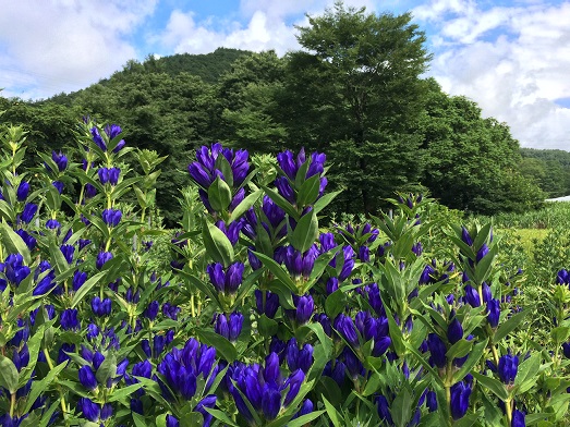 茅野市