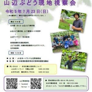 松本市・山辺ぶどう現地視察会（Ｒ5年7月23日）