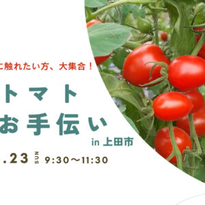 夏の農ある暮らし！ミニトマト収穫お手伝い
